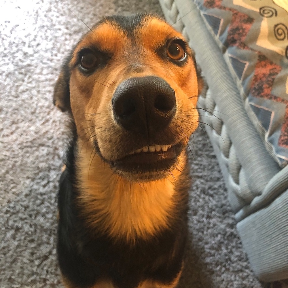 Meet your Posher, Gooby